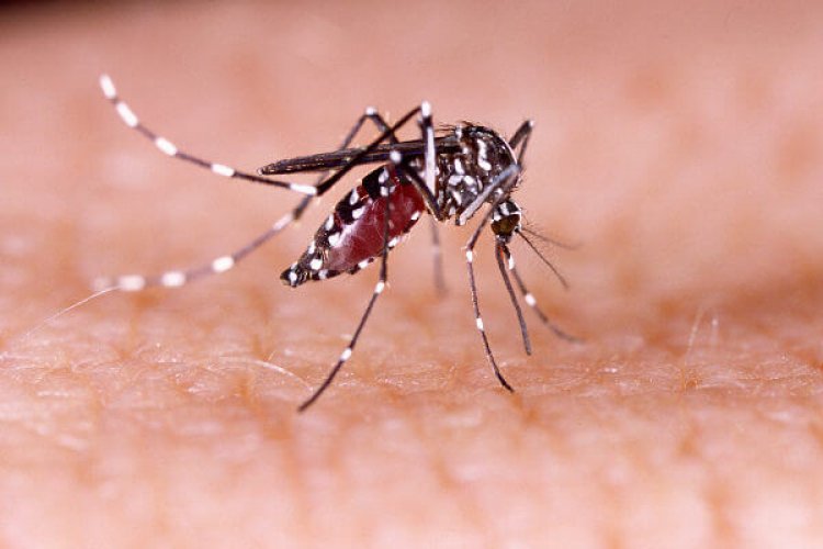 Brasil passa de 4 milhões de casos de dengue
